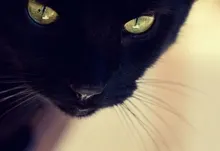cats animals Art HD Wallpaper